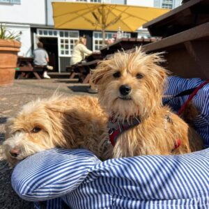 Convertible Dog Car Seat Bed with Safety Harness for Big/Large Dogs - Two Seats